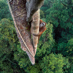 Wildlife-Photographer