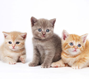 gatti e bambini adottare