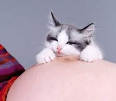 gravidanza e gatti e Toxoplasmosi