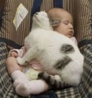 gattoebimbo