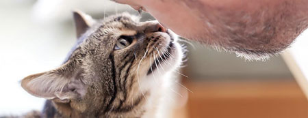 relazioni bambini e gatti