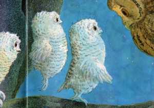 tre piccoli gufi pag libro