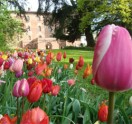 tulipano